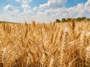 GIWA Student Sponsorship — GRDC Grains Research Updates
