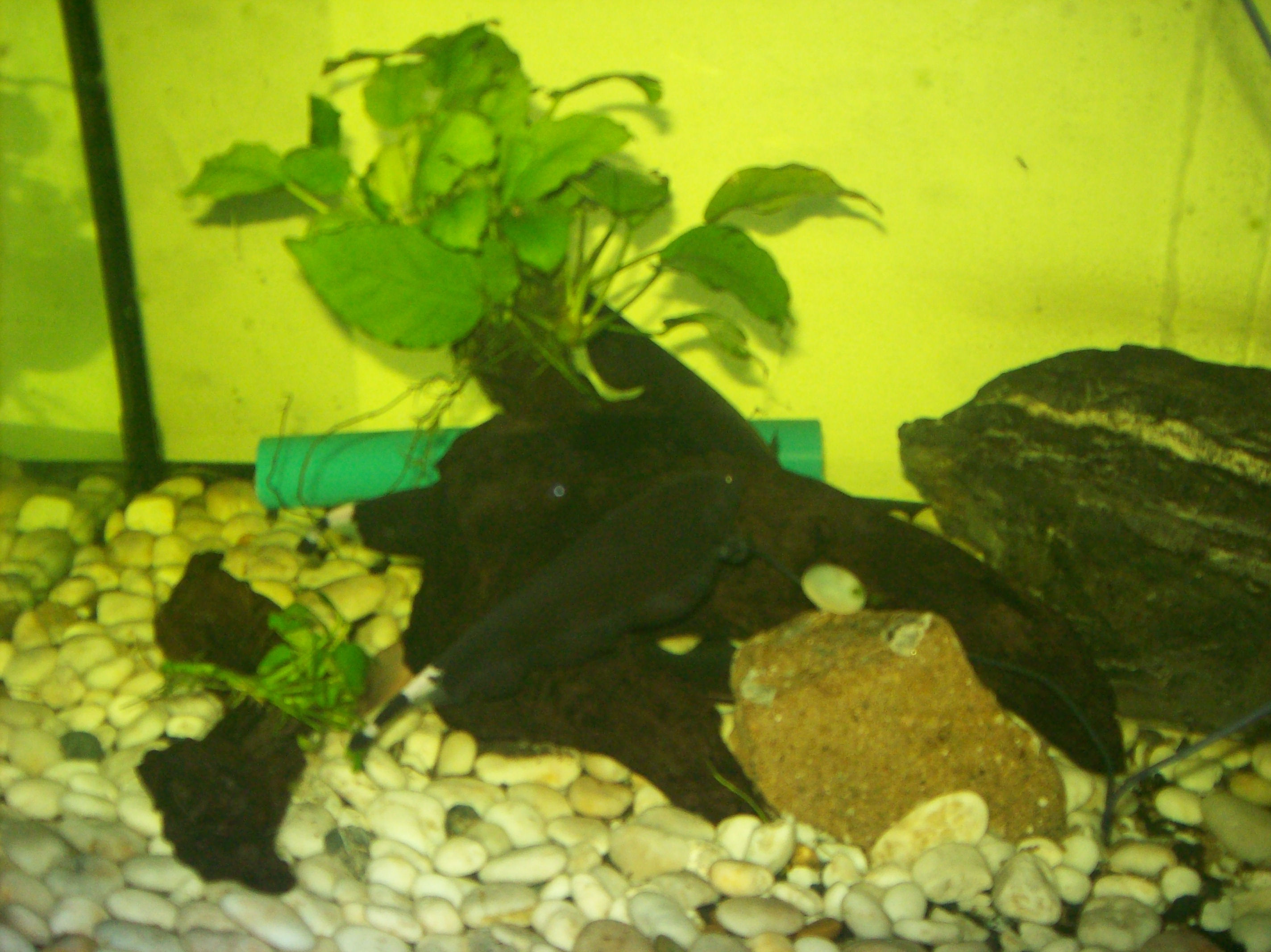 ปลาแบล็คโกลส์