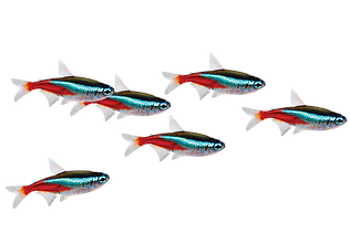 neontetraparacheirodoninnesi_600x400_edited.png