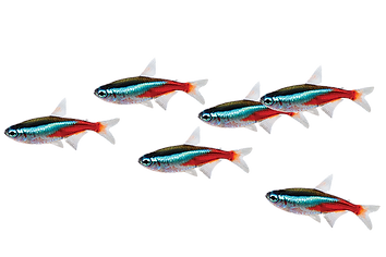 neontetraparacheirodoninnesi_600x400.png