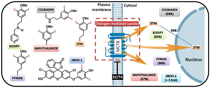 “Very Important Paper (VIP)” in Chemistry - A European Journal