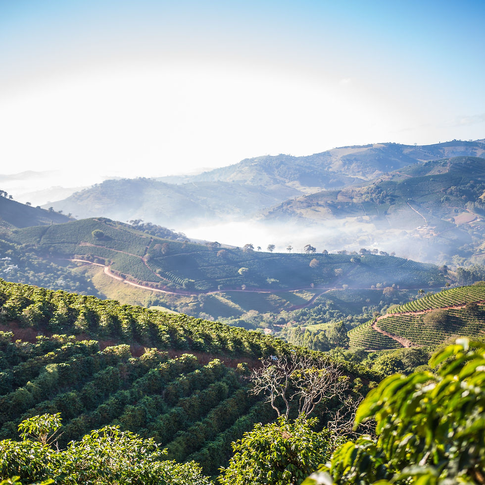 Thumbnail: Blue Planet Exotica Arabica Bio Cafe Coffee