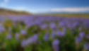 AdobeStock_1322688471.jpeg