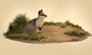 Swamp Wallaby Illustration