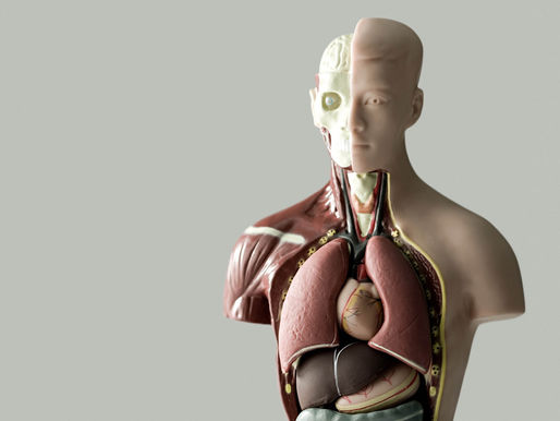 El hombre; su organismo