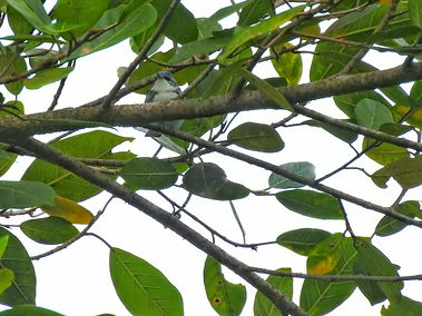 Adult male CERW on his night roost