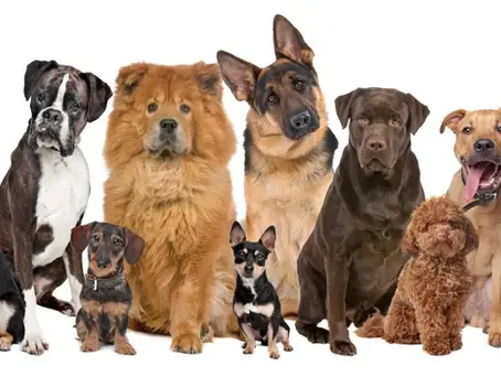 The Best Pet-friendly Apartments for Animal Lovers
