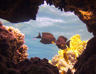 A group of fish swimming in the red sea