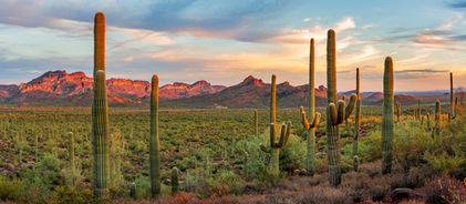 Fine art photo, saguaros scattered across a vast Sonoran Desert landscape at sunset.