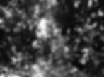 Black and white image of Far North Queensland foliage