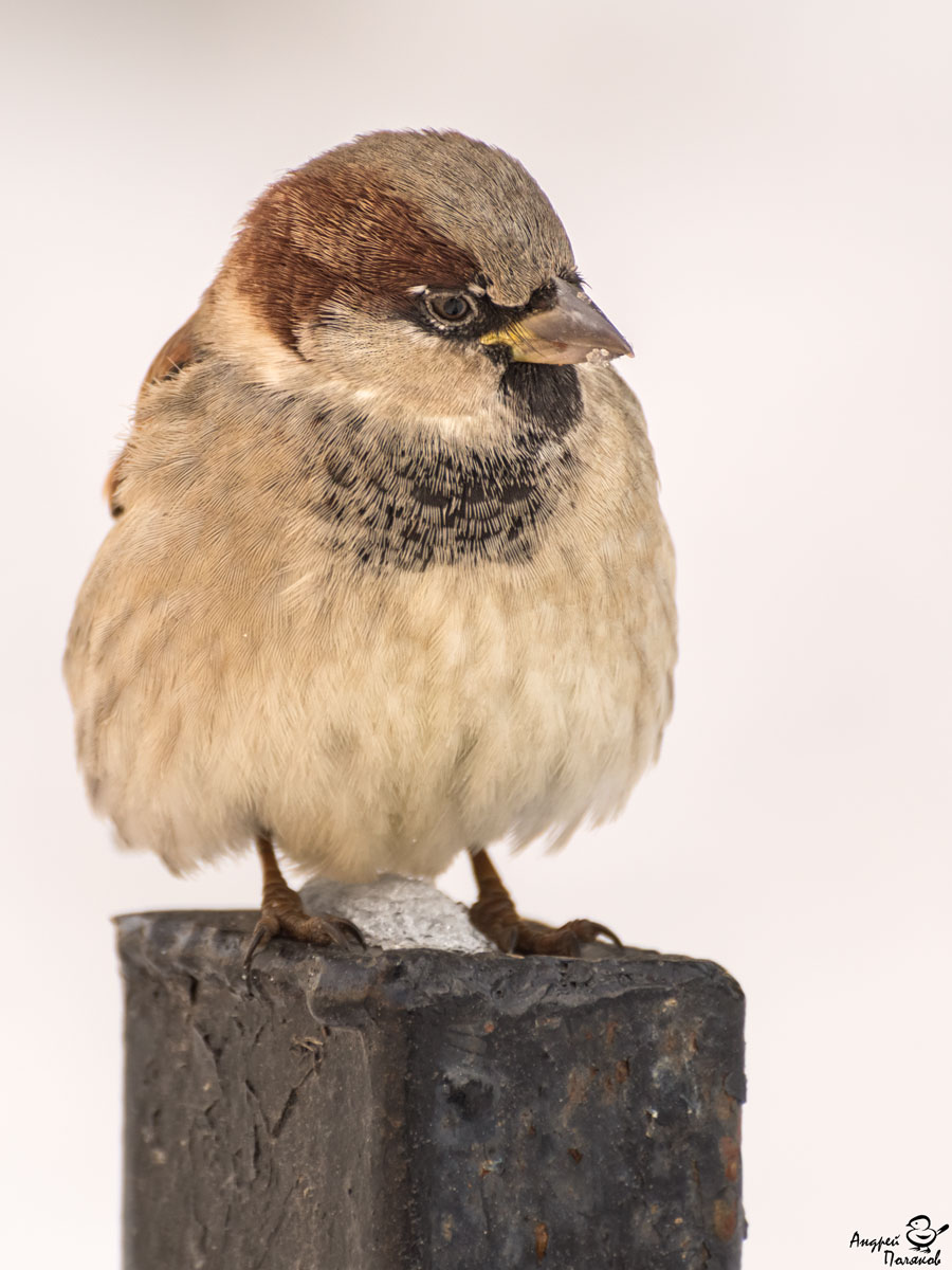 мех воробья. воробей кобра. горького воробьишко. гигантский воробей птица. николай сладков весенняя баня рисунки.