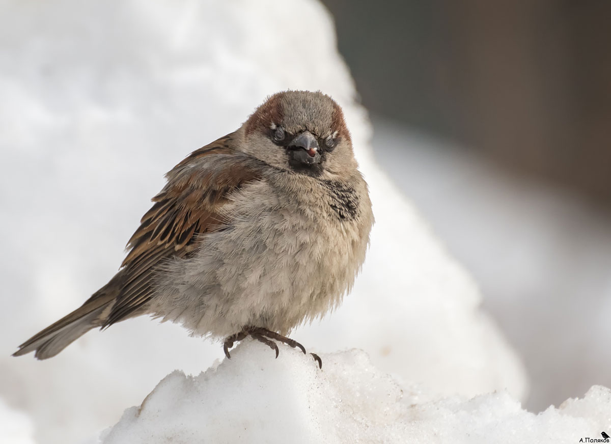 воробей фото. взъерошенный воробушек. смешной воробей. воробушек 3. воробушек 3.