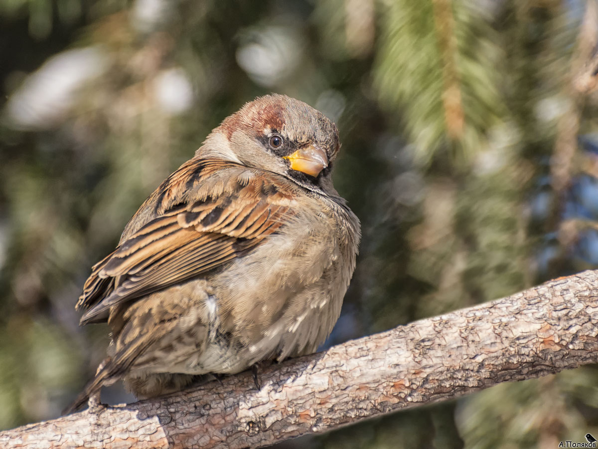 Полевой воробей. Воробей на ветке. Воробей лесная птица. Сибирский воробей. Воробей лесная птица.