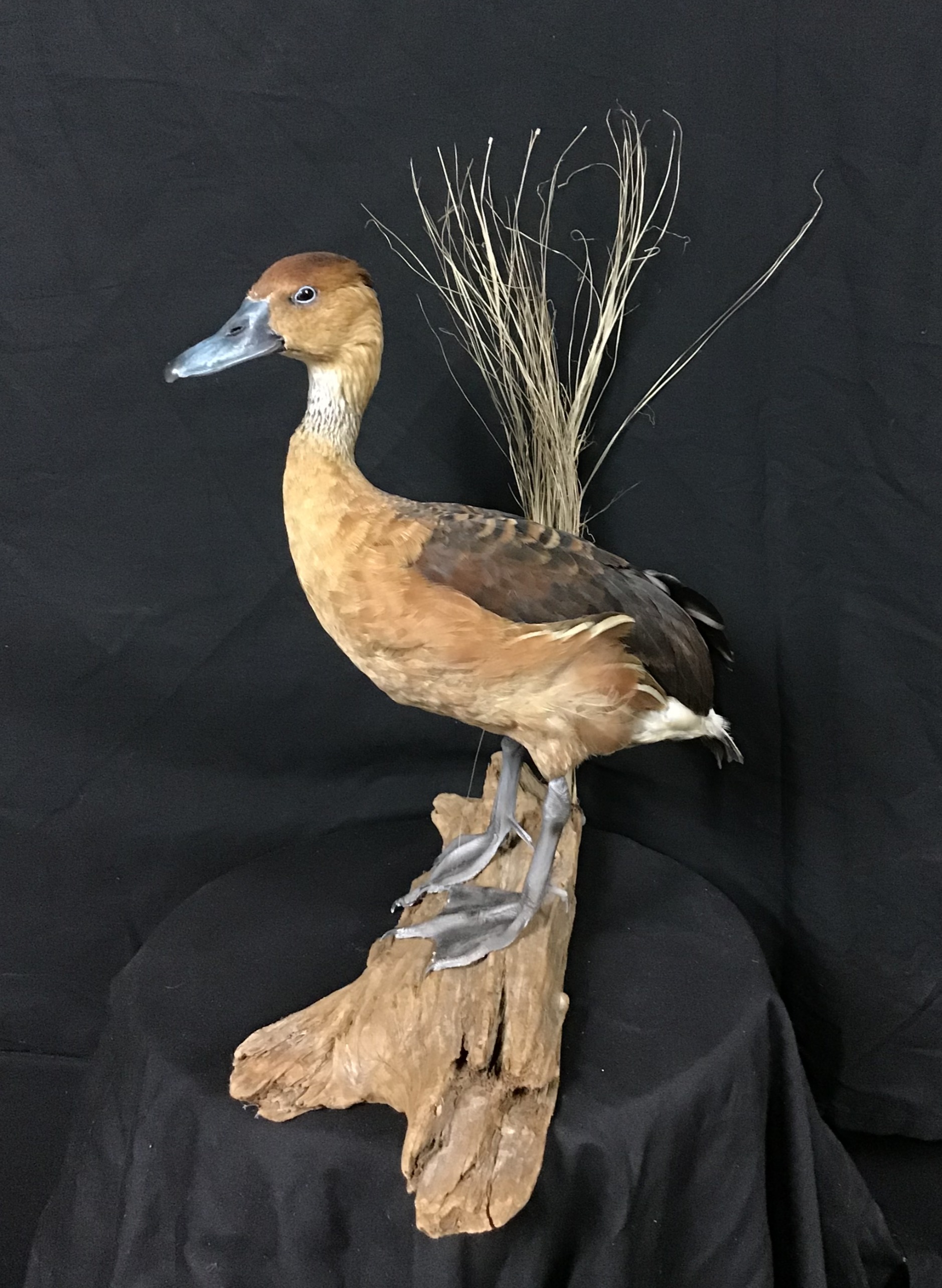 Gallery Wyatts Taxidermy