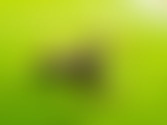 42 - Duas novas aranhas papa-moscas descritas da REGUA