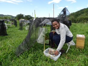 66 - No microuniverso das bromélias