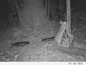 O Tapiti (Sylvilagatus brasilienses)