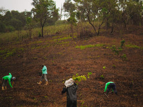 38 - Uma atualização sobre a restauração florestal na REGUA (Agosto de 2020).