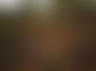 38 - Uma atualização sobre a restauração florestal na REGUA (Agosto de 2020).