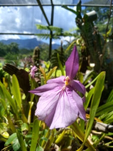 24 - Miltonia moreliana