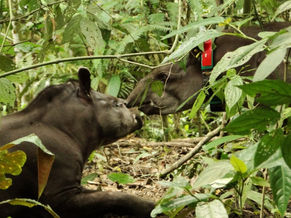 36 - Conheça o projeto de reintrodução da Anta (Tapirus terrestris) na REGUA