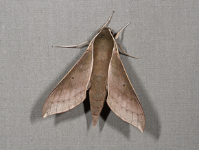 Taxonomic changes in Brazilian Sphingidae