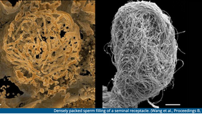 Prehistoric Sperm Found Trapped Inside 100-Million-Year-Old Amber