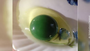Chicken farmer in India wants to market mysterious green eggs