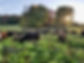 cover crop grazing 8-way_Gasser.jpeg