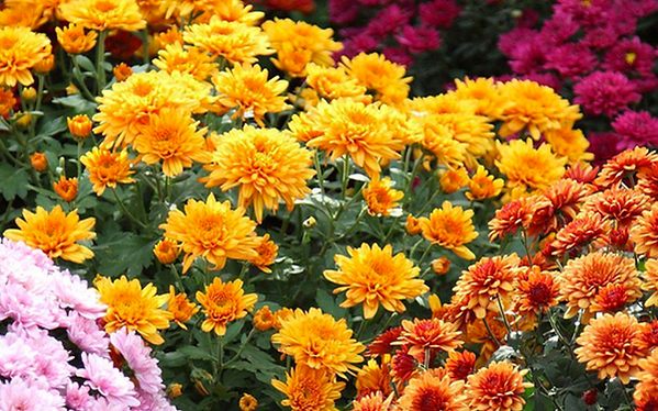 Top_Image_Mums.png