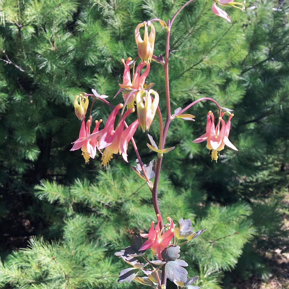 Thumbnail: Hummingbird Garden Kit