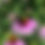 Thumbnail: Coneflower, Purple - Echinacea purpurea