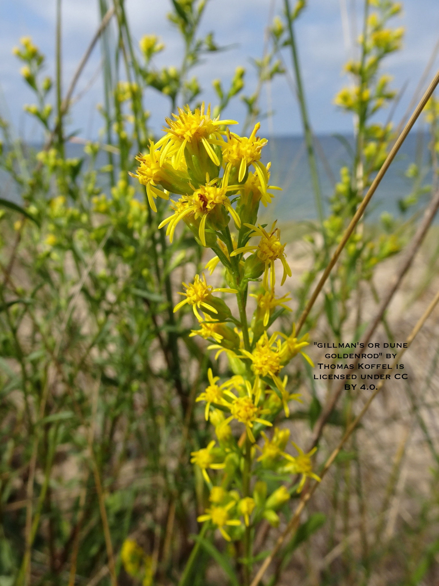 Goldenrod, Dune - Solidago simplex var. gillmanii
