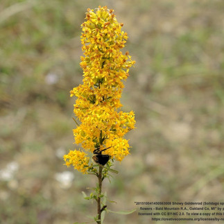 a dense cylinder of flowers