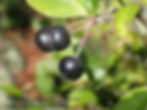 Thumbnail: Chokeberry - Aronia prunifolia