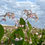 Thumbnail: Spreading Dogbane - Apocynum androsaemifolium