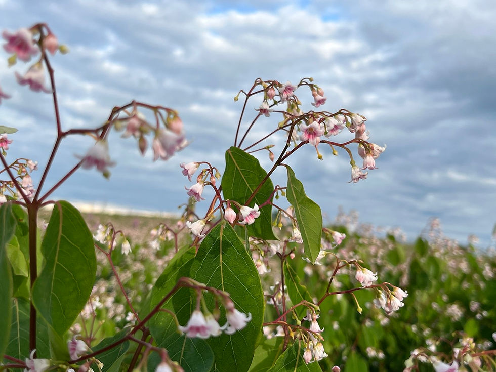 Thumbnail: Spreading Dogbane - Apocynum androsaemifolium