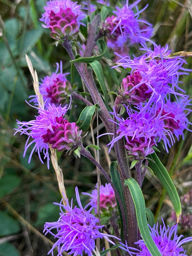 Blazingstar, Northern - Liatris scariosa | Designs By Nature UP