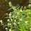 Thumbnail: White Turtlehead - Chelone glabra