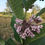 Thumbnail: Milkweed, Common - Asclepias syriaca