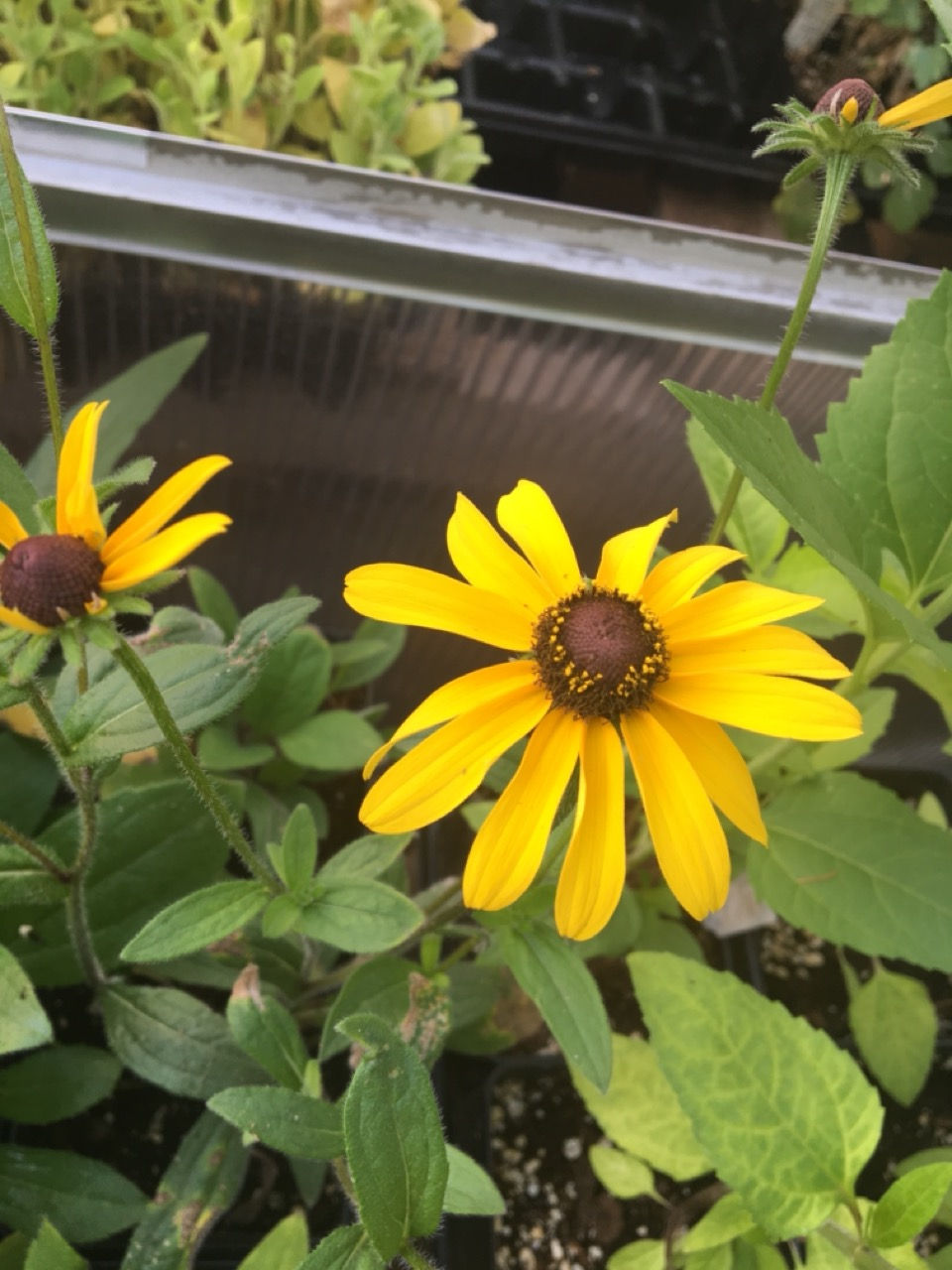 Thumbnail: Black-Eye Susan - Rudbeckia hirta