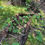 Thumbnail: Limber Honeysuckle - Lonicera dioica