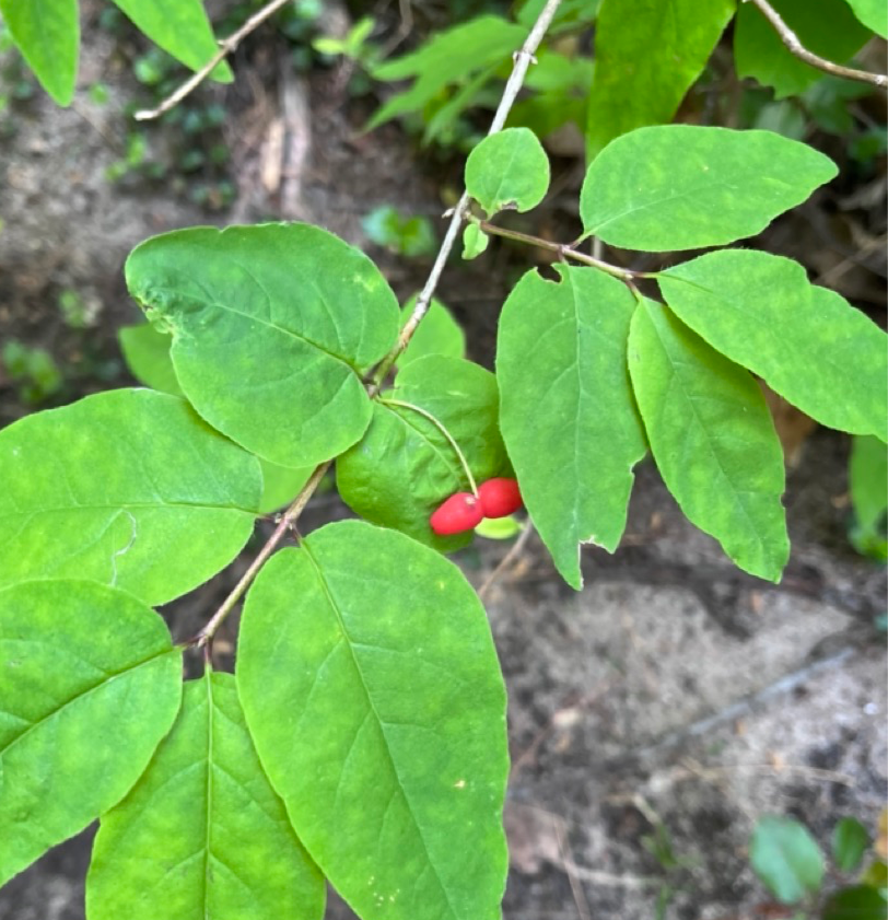 Thumbnail: American Fly Honeysuckle - Lonicera canadensis