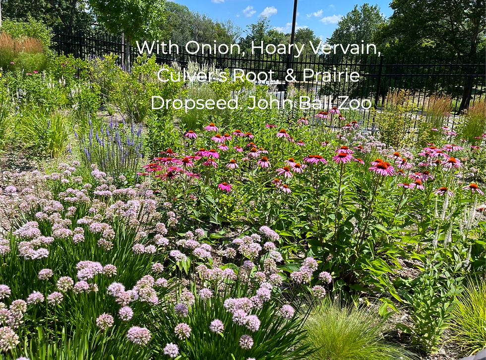 Thumbnail: Coneflower, Purple - Echinacea purpurea