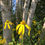 Thumbnail: Cutleaf Coneflower - Rudbeckia laciniata