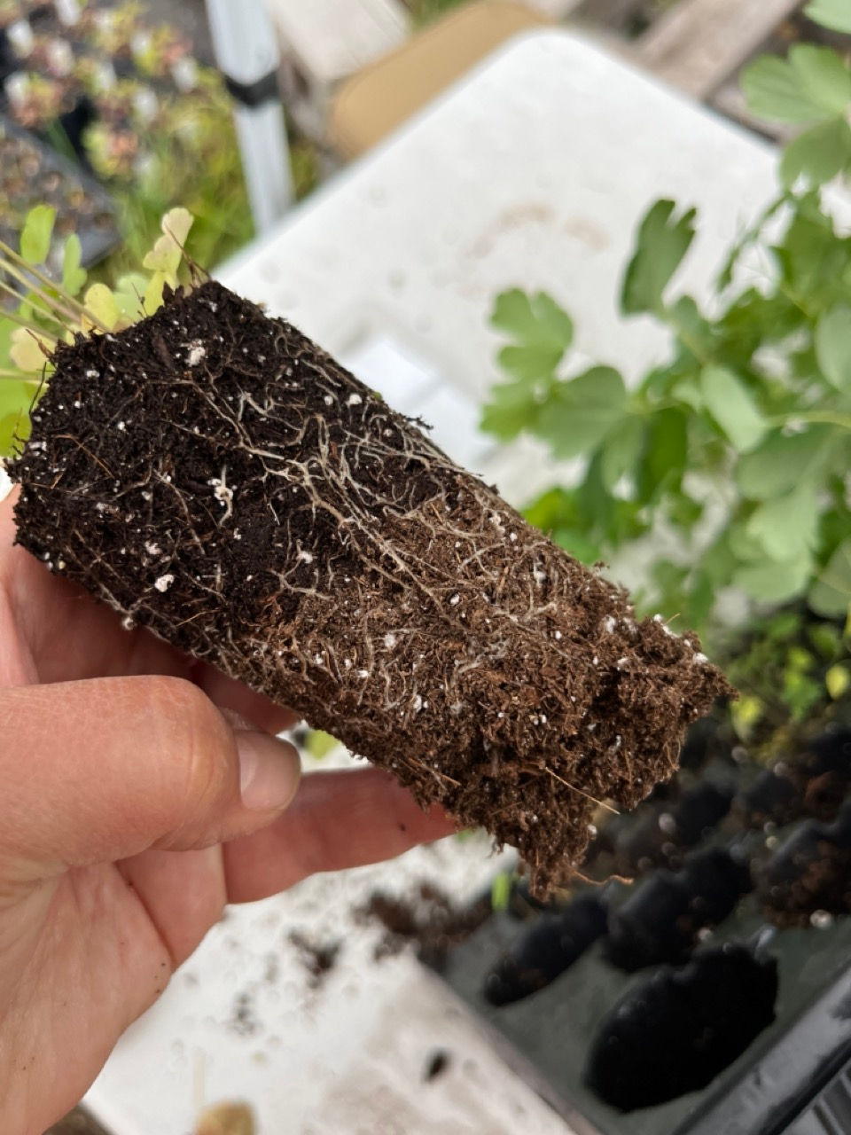 a seedling plug that is moist on top and dry on the bottom