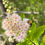 Thumbnail: White Meadowsweet - Spiraea alba