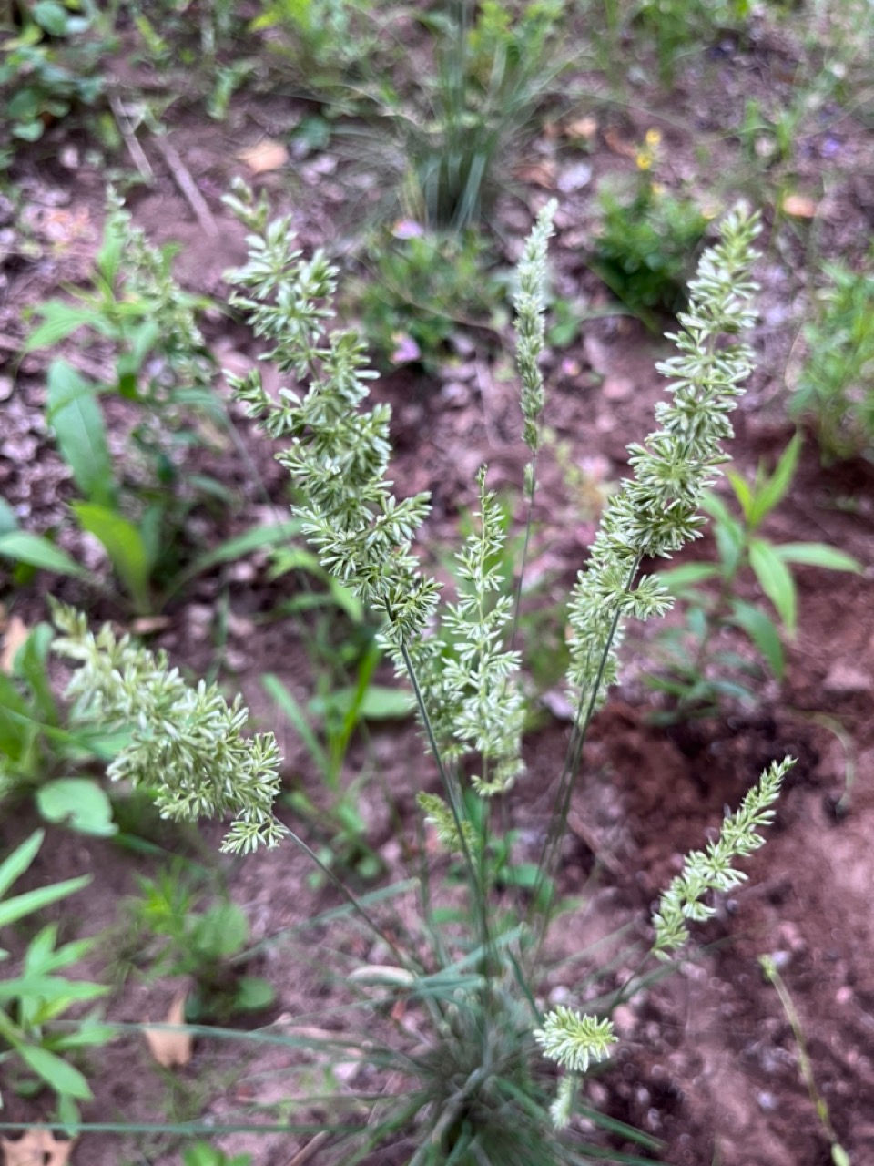 Thumbnail: June Grass - Koeleria macrantha