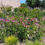 Thumbnail: Coneflower, Purple - Echinacea purpurea