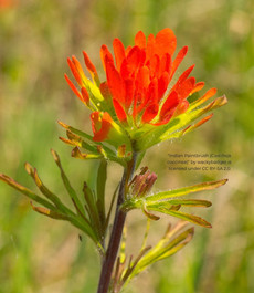 A cluster of long flowers grouped like the bristles of an artist's brush. Each flower is green at the base with red tips, like it was dipped in paint.